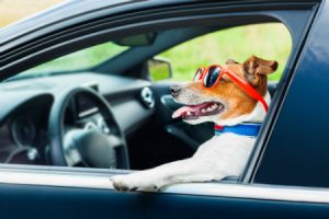 dog in driver's eat of car with paw out window and wearing sunglasses